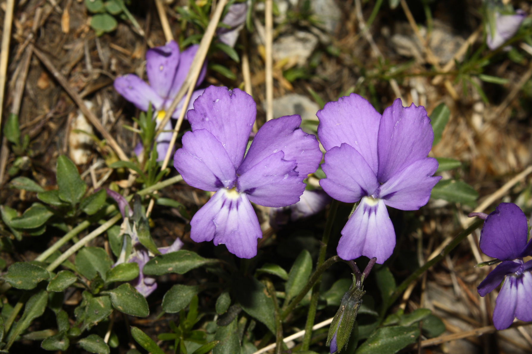 Viola valderia / Viola di Valdieri